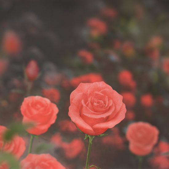 스티키리프_장미(Red,M)