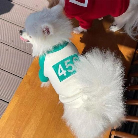 오징어게임 깐부 강아지 고양이 옷 기모 츄리닝