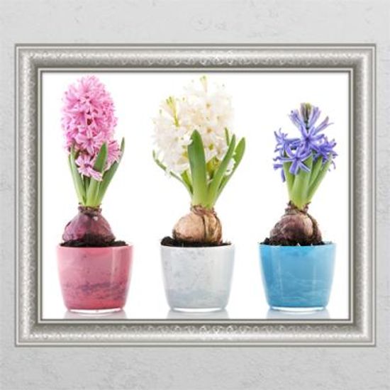 cj385-양파의색다른모습_창문그림액자