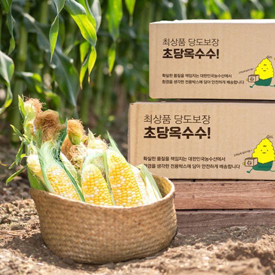 [대한민국농수산] 당도보장 특품 초당옥수수 10개