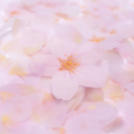 스티키리프_투명벚꽃(White,M)