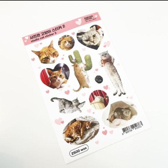 사진관 고양이 스티커2