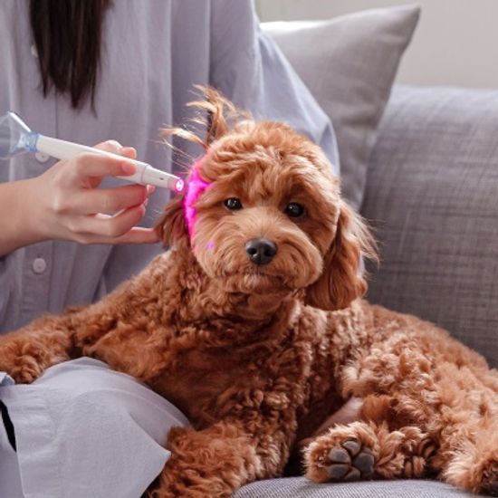 울트라웨이브 LED 펫 귀염증 개선 관리기 이어펫