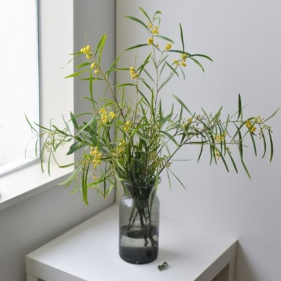 미모사 수입생화 꽃선물 인테리어