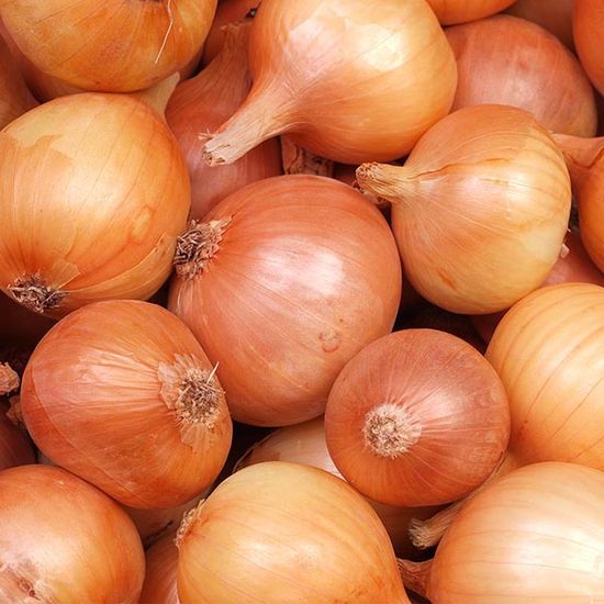 [농담] 국내산 단단한 햇양파 2kg 대형