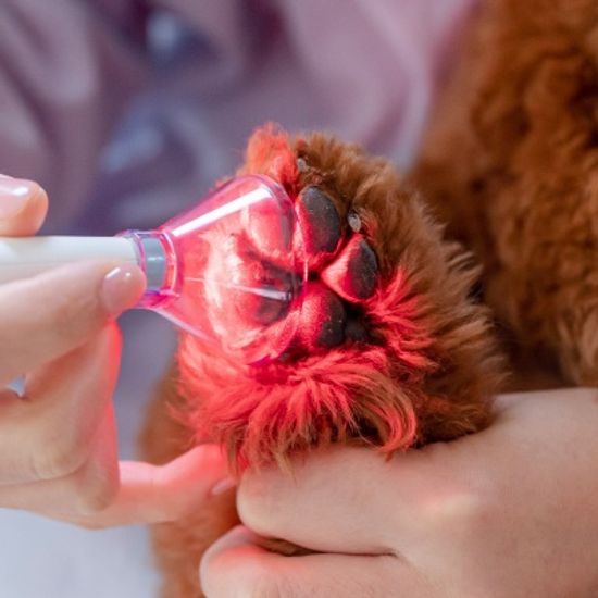 울트라웨이브 LED 펫 귀염증 개선 관리기 이어펫