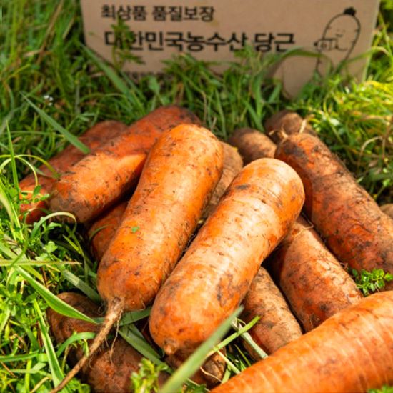 [대한민국농수산] 국내산 햇 당근 골라담기