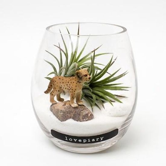 물방울 속 동물정원(Tillandsia Type)
