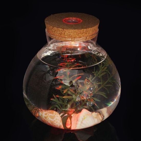 마리모 키우기 LED 유리병 반려식물 테라리움