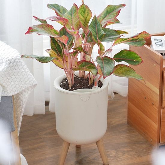 홈가드닝 플렌테리어 스마트 자동급수 저면관수 화분