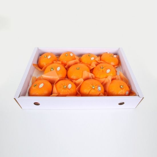 [고랑몰라] 제주 레드향 3kg(11-13과)