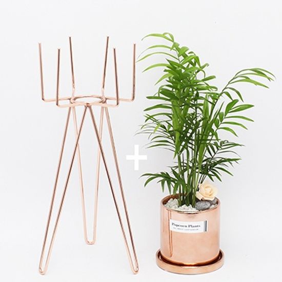 육각화분스탠드+Copper화분(고무나무) 세트