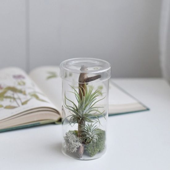 틸란드시아 이끼 테라리움 공기정화식물