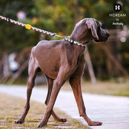 펫데일리 하이드림 유니크 디자인 강아지 리드줄- XS