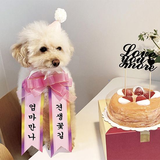 아트박스 PET화환 엄마만나 견생꽃길 감사선물