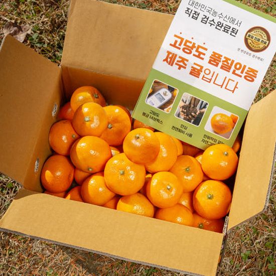 [대한민국농수산] 제주 산지직송 하우스 귤 골라담기