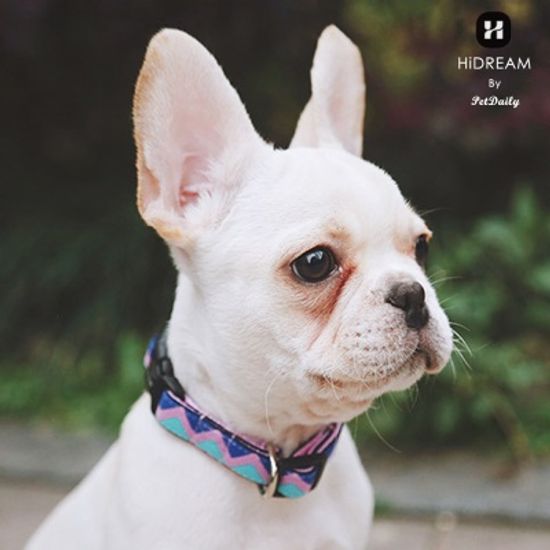 펫데일리 하이드림 레인보우 강아지 목줄-L size