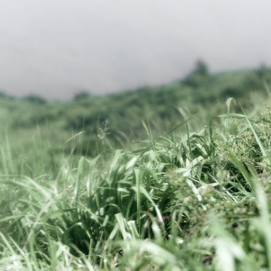 유비유 히어리 필로우미스트