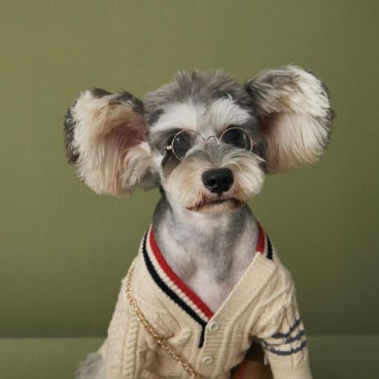 강아지 고양이 명품 옷 스웨터 가을 겨울 니트 가디건