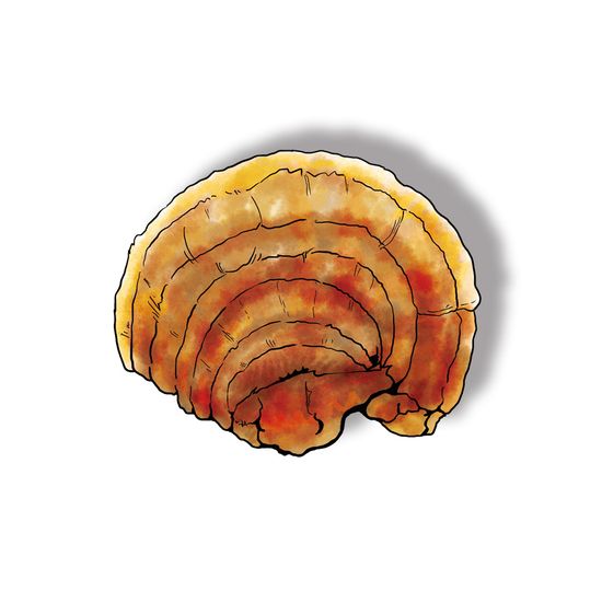 매일건강 유기농 상황버섯 100% 분말 120g (스푼포함)