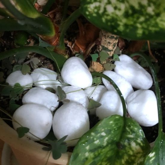 하얀돌 백자갈 하얀돌멩이 화분돌 3kg