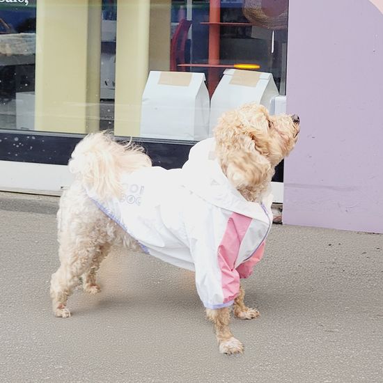 레토 강아지옷 우비 바람막이 애견의류 LDR-A02
