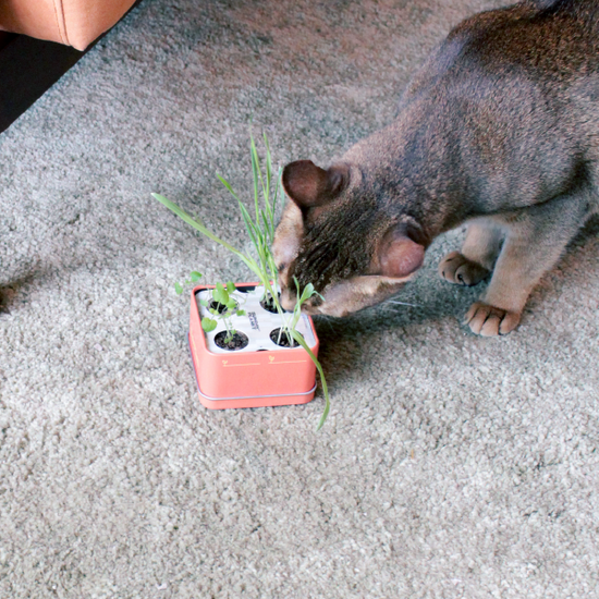 Baby Plants - Kit Cat!