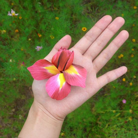 붓꽃(Iris flower) 편지지