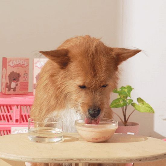 펫생각 하루조이 테피 타먹는 강아지 비타민 영양제 