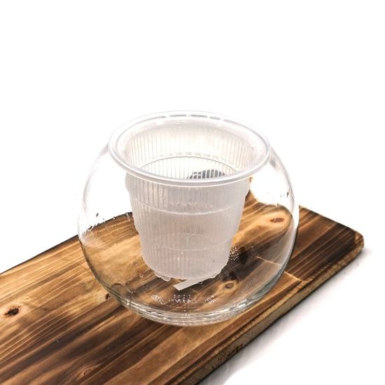 수경재배 난재배용 유리화병  W5570E3