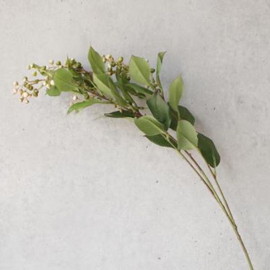 미니 열매 가지 1P