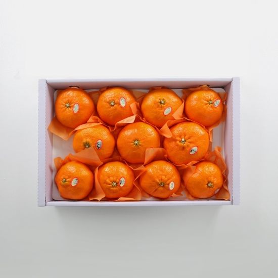 [초록자연] 레드향 5kg(11-13과) 제주 감귤