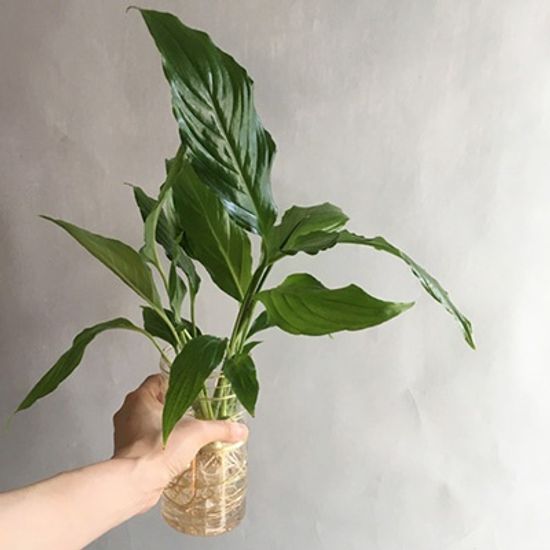 스파티필름S 수경식물 화병세트