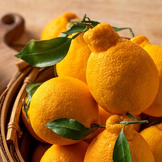 [바른팜] 제주 한라봉 3kg 보자기 과일 선물세트