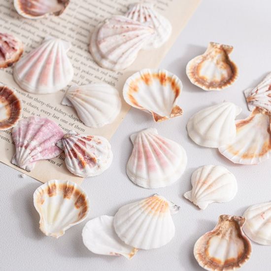 미니 가리비 껍데기 20개