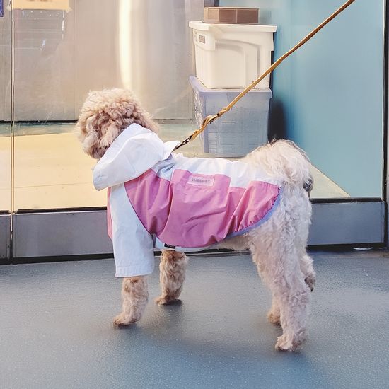 레토 강아지옷 우비 바람막이 애견의류 LDR-A02