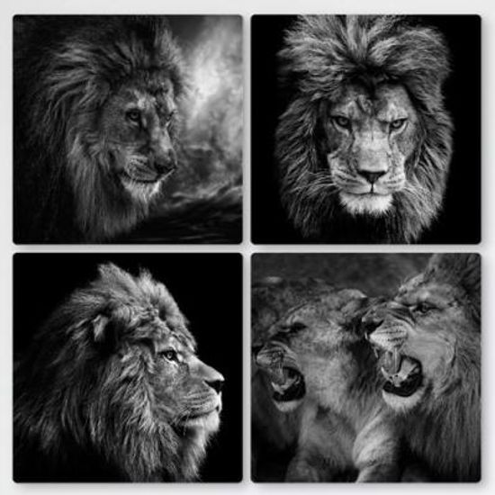 tf399-멀티액자_사자의카리스마