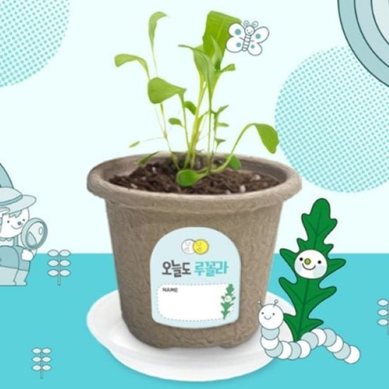 비티 오늘도새싹 루꼴라 새싹키우기 자연(WE6FD92)