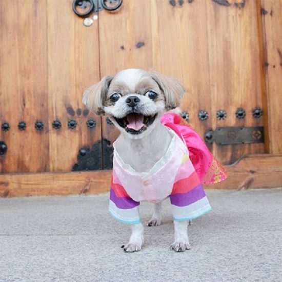 유아러피치 아가씨 한복 강아지한복