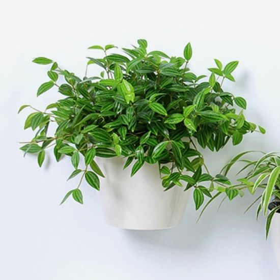 실내정원 자동급수 벽걸이 화분 / 저면관수 원형화분