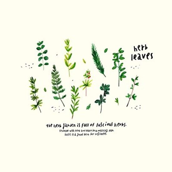 Herb leaves / 일러스트 액자