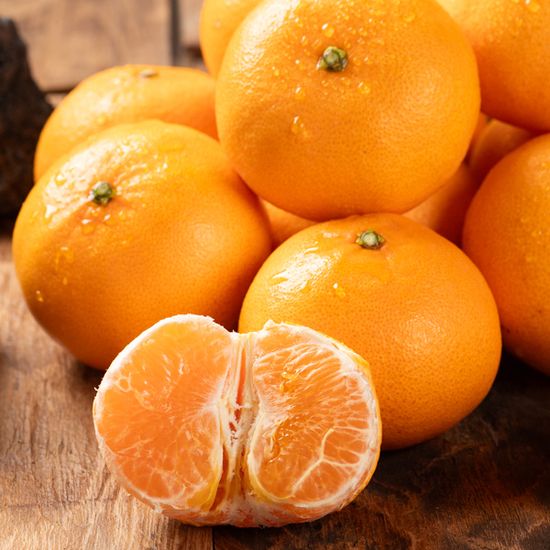 [대한민국농수산] 제주 산지직송 천혜향