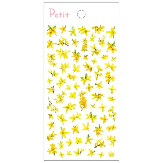 PD943 Forsythia