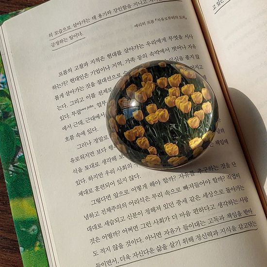 희망찬 노란 튤립 문진