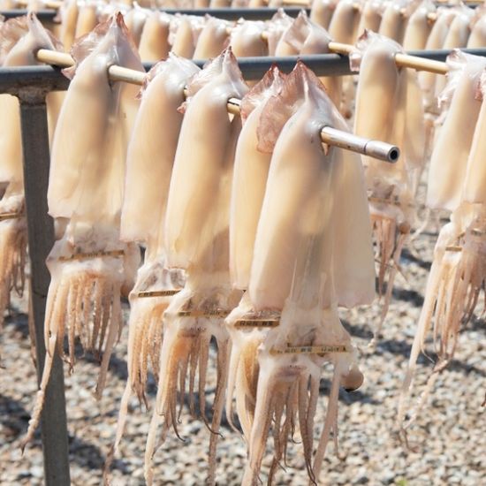 [가락마켓]국내산 반건조 오징어 파치(1kg 내외)