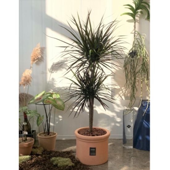 마지나타 바이칼라 거실화분 대형 반려 카페식물