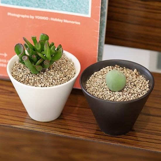 키우기쉬운 도자기 집들이 선물 다육식물 키트