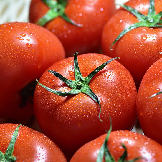 [자연예서] 찰 토마토 5kg (1번)