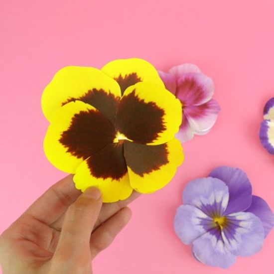 팬지 Ver.1 Pansy Flower card (4color)