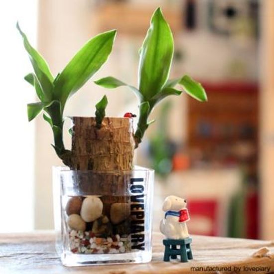 수경 행운목 사각 유리화기